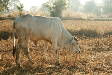asian cow eating grass in country side farm
