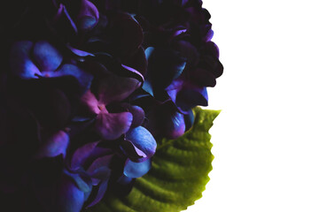 abstract close-up of purple hydrangea floral blooms isolated on a white background design with space for copy