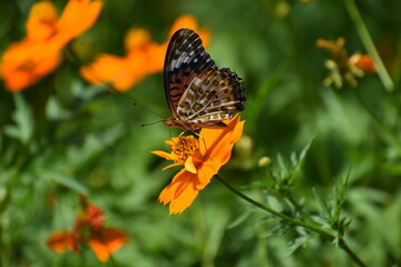 Butterfly Orange-25