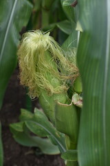 Corn-23