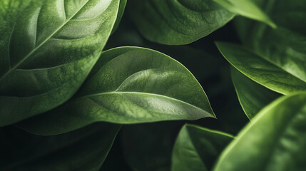 Close up of green leaves showcasing intricate textures and vibrant colors in natural light