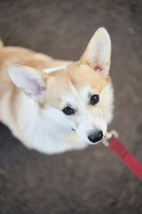 close up portrait of happy Welsh Corgi Pembroke dog smiling in a park in summer. High quality photo