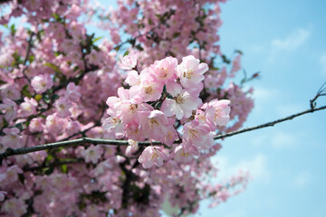 Malus halliana Hall Crabapple Branch With Flowers Background
