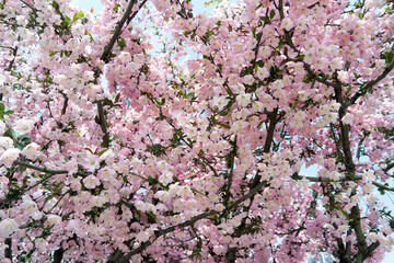 Malus halliana Hall Crabapple Branch With Pink Blossoms Background
