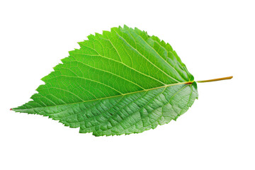 a green leaf on an isolated background