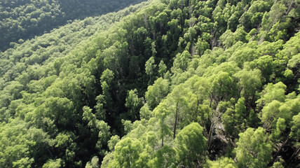 Aerial view of lush green forest canopy