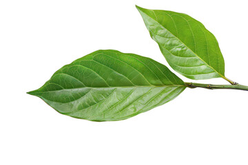 a green leaf on an isolated background