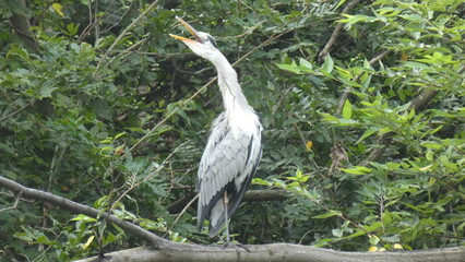Bird Gray-23