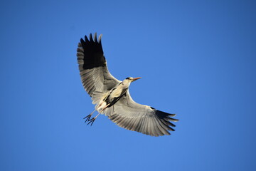 Bird Gray-21