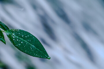 Above Shot of Leaves and fruit granules or seeds with visible Water Droplets. Close up water splash...