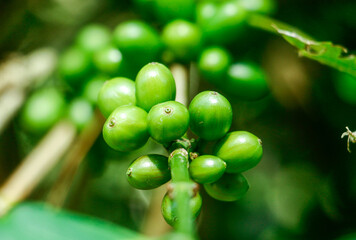 Coffee trees in the Highlands. Coffee beans that are still green