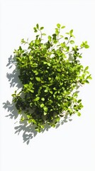 Naklejka premium Stunning Green Foliage Against a White Background