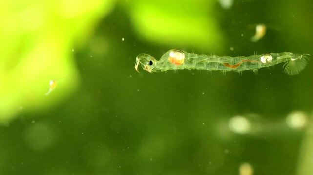 Phantom Midge larva (Chaoborus sp.) underwater in a pond, drifting slowly backwards and digesting food, macro close-up.