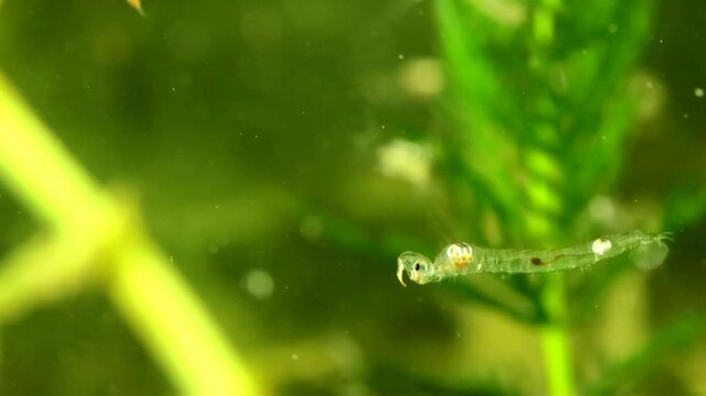 Phantom Midge larva (Chaoborus sp.) underwater in a pond, drifting slowly backwards and then swimming forward, macro close-up.