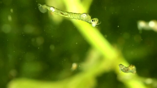 Phantom Midge larva (Chaoborus sp.) underwater in a pond, drifting slowly and eating a Daphnia, macro close-up.