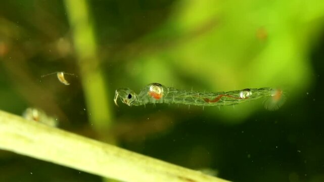Phantom Midge larva (Chaoborus sp.) underwater in a pond, drifting slowly and digesting food, macro close-up.