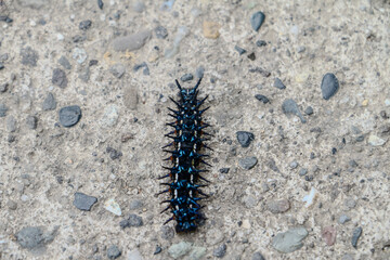The caterpillars are bluish black