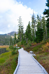 Obraz premium Wooden boardwalk trail in the alpine meadow between marsh and forest with spruce and arctic shrubs in autumn. Paradise meadow trail, Strathcona Provincial Park, Vancouver island, Canada.