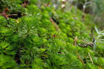 Bright green stems of Luetkea pectinata (partridgefoot or luetkea), a mat-forming semi-shrub growing in the alpine meadow in fall.