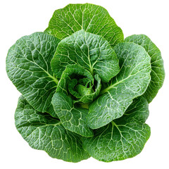 Obraz premium Fresh Green Cabbage with Leafy Textures