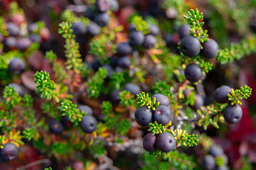 Empetrum nigrum (crowberry, black crowberry, mossberry) low creeping shrub with ripe black berries in branches growing in the meadow in autumn.