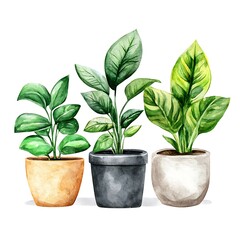 Fototapeta premium Watercolor illustration of three potted houseplants, featuring a Zamioculcas zamiifolia, a Spathiphyllum, and a Dieffenbachia, in terracotta, gray, and beige pots.