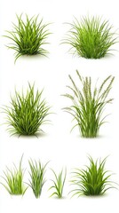 Vibrant Green Grass Illustrations - Realistic Grass Set for Design