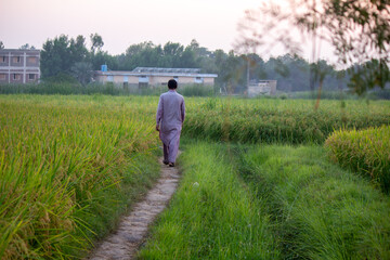 Man Walking on a Narrow Path Through Green Fields at Sunset