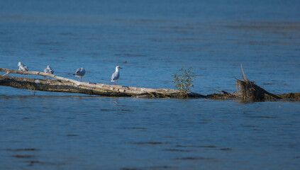 four kittiwake on a log in the water 
rissa tridactyla