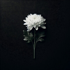 A single white chrysanthemum flower, 흰색 국화 꽃 한송이 ,추모