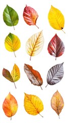 Obraz premium Autumn Leaves: A Spectrum of Colors