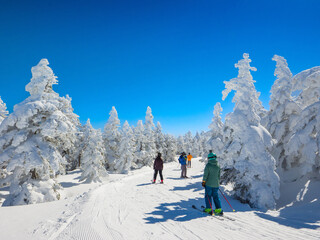 Skiers on a slope surrounded by Ice Monster forest (Shibutoge, Gunma, Japan)