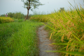 Golden rice fields and a narrow dirt path winding through the lush greenery, embodying the beauty and simplicity of rural agricultural landscapes.