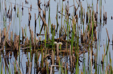 Nest with eggs in the middle of reeds. A bird's nest with eggs, calm mood, close-up perspective, wetland habitat, concept of new life and nature's cycle.