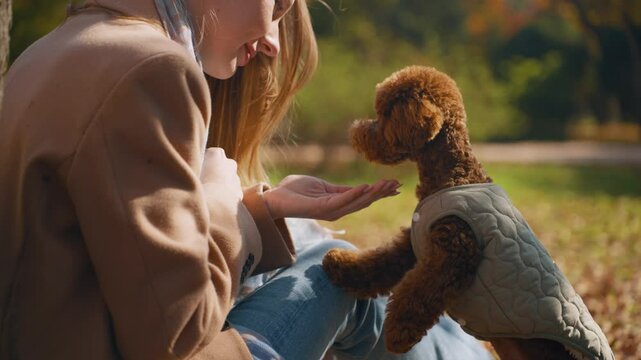 Toy Poodle Dog Eats From Woman Owner's Hand. Happy Young Female Encourage Her Little Pet With Treats Feeding Doggy From Palm Sitting on Ground in Autumn Park