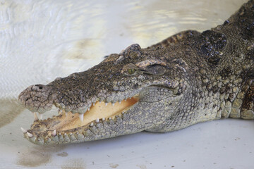 Big crocodile on farm outdoors