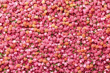 Obraz premium Pink and Peach Rose Flower Wall Background