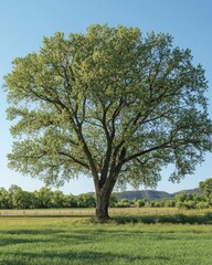 Obraz premium Lone Tree in Springtime Field