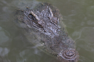 Obraz premium Big crocodile on farm outdoors