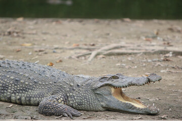 Fototapeta premium Big crocodile on farm outdoors