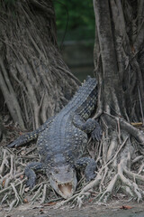 Big crocodile on farm outdoors