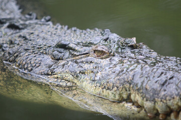 Big crocodile on farm outdoors