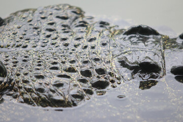 Naklejka premium Crocodile skin leathertexture , close up