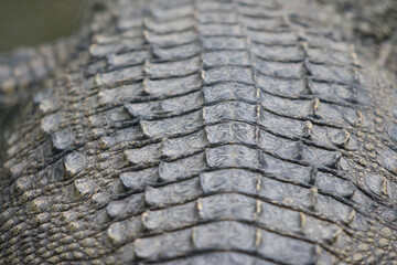 Crocodile skin leathertexture , close up