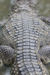 Fototapeta premium Crocodile skin leathertexture , close up