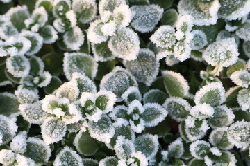 FrostCovered Greenery Embracing the Enchanting Beauty of Nature in Winters Embrace