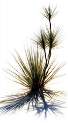Desert Plant Silhouette Against White Sand. Striking Contrast of Light and Shadow