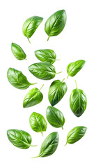flying fresh basil leaves isolated on transparent white background, clipping path