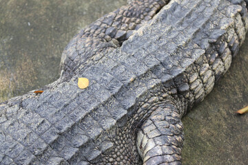 Crocodile skin leathertexture , close up