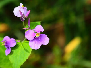 ムラサキハナナの生態写真